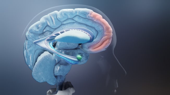 Human brain